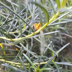 Oxyopes sp. (genus) at Watson, ACT - 6 Mar 2024 03:45 PM