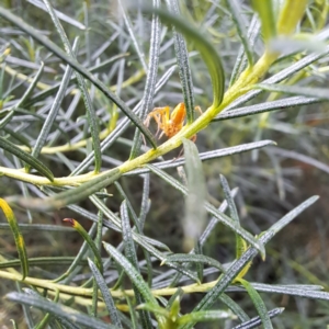 Oxyopes sp. (genus) at Watson, ACT - 6 Mar 2024