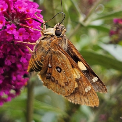 Trapezites symmomus (Splendid Ochre) at Braidwood, NSW - 6 Mar 2024 by MatthewFrawley