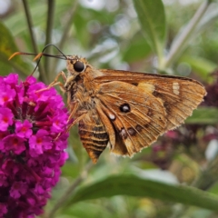 Trapezites symmomus at QPRC LGA - 6 Mar 2024