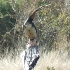 Anhinga novaehollandiae (Australasian Darter) at bababi marning (formerly Cooper St Grassland NCR) - 15 Apr 2007 by WendyEM