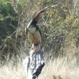 Anhinga novaehollandiae at Campbellfield, VIC - 15 Apr 2007 03:48 PM