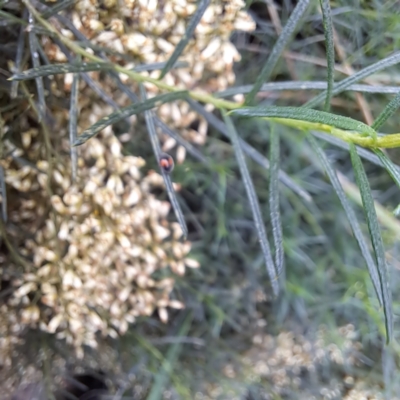 Diomus notescens (Little two-spotted ladybird) at Watson, ACT - 6 Mar 2024 by abread111