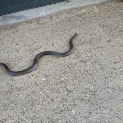 Pseudonaja textilis (Eastern Brown Snake) at Tharwa, ACT - 3 Mar 2024 by JohnGiacon