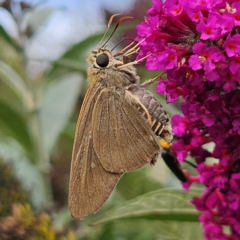 Badamia exclamationis (Narrow-winged Awl) at Braidwood, NSW - 6 Mar 2024 by MatthewFrawley