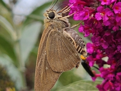 Badamia exclamationis (Narrow-winged Awl) at QPRC LGA - 6 Mar 2024 by MatthewFrawley