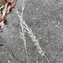 Rytidosperma sp. (Wallaby Grass) at Emu Creek - 6 Mar 2024 by JohnGiacon