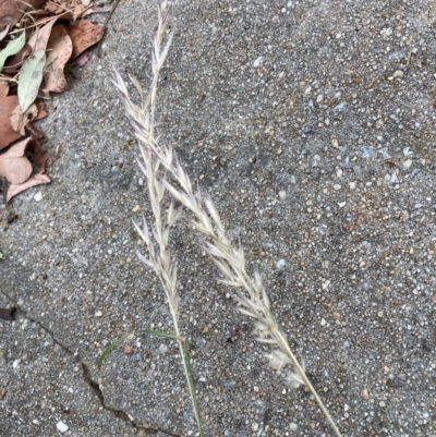 Rytidosperma sp. (Wallaby Grass) at Flea Bog Flat to Emu Creek Corridor - 6 Mar 2024 by JohnGiacon