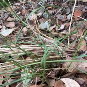 Rytidosperma sp. at Emu Creek Belconnen (ECB) - 6 Mar 2024