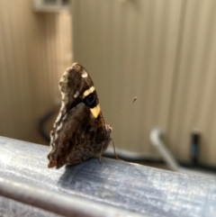 Vanessa itea (Yellow Admiral) at Australian National University - 6 Mar 2024 by JohnGiacon