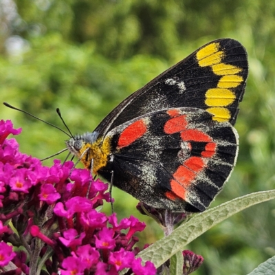 Delias harpalyce (Imperial Jezebel) at QPRC LGA - 6 Mar 2024 by MatthewFrawley