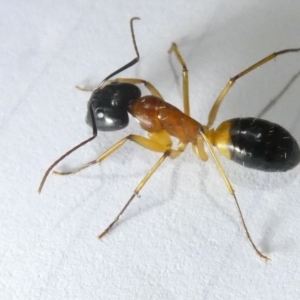 Camponotus consobrinus at Emu Creek Belconnen (ECB) - 5 Mar 2024 08:30 PM