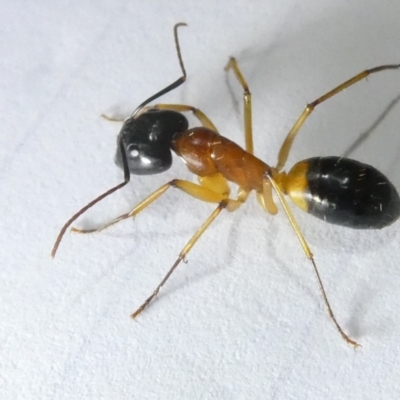 Camponotus consobrinus (Banded sugar ant) at Belconnen, ACT - 5 Mar 2024 by JohnGiacon