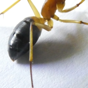 Camponotus consobrinus at Emu Creek Belconnen (ECB) - 5 Mar 2024 08:30 PM