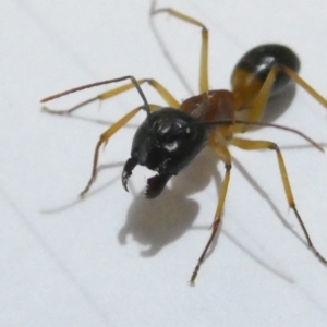 Camponotus consobrinus at Emu Creek Belconnen (ECB) - 5 Mar 2024