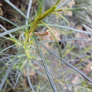 Ectropis (genus) immature at Watson, ACT - 6 Mar 2024