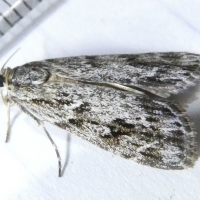 Scoparia philonephes (A Crambid moth) at Flea Bog Flat to Emu Creek Corridor - 5 Mar 2024 by JohnGiacon