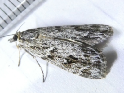 Scoparia philonephes (A Crambid moth) at Emu Creek Belconnen (ECB) - 5 Mar 2024 by JohnGiacon