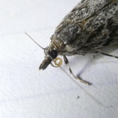 Scoparia philonephes at Emu Creek Belconnen (ECB) - 5 Mar 2024