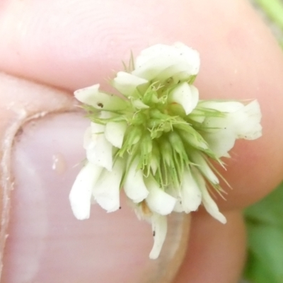 Trifolium repens (White Clover) at Flea Bog Flat to Emu Creek Corridor - 5 Mar 2024 by JohnGiacon