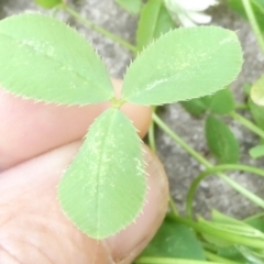 Trifolium repens at Emu Creek Belconnen (ECB) - 6 Mar 2024 07:38 AM