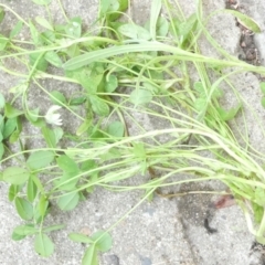 Trifolium repens at Emu Creek Belconnen (ECB) - 6 Mar 2024