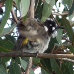 Phylidonyris novaehollandiae (New Holland Honeyeater) at Campbellfield, VIC - 15 Apr 2007 by WendyEM