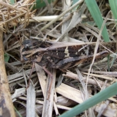 Gastrimargus musicus (Yellow-winged Locust or Grasshopper) at Campbellfield, VIC - 20 May 2007 by WendyEM