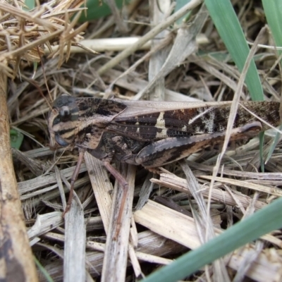 Gastrimargus musicus (Yellow-winged Locust or Grasshopper) at Campbellfield, VIC - 20 May 2007 by WendyEM