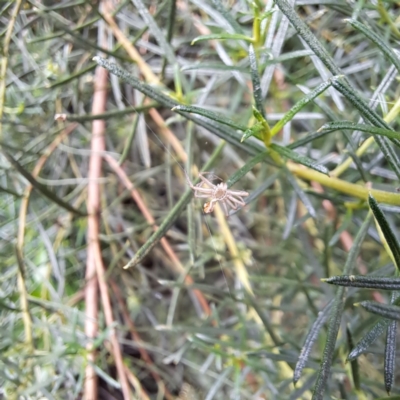 Sparassidae (family) (A Huntsman Spider) at Watson, ACT - 6 Mar 2024 by abread111