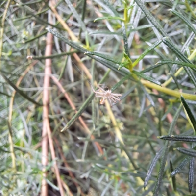 Sparassidae (family) at Watson, ACT - 6 Mar 2024 by abread111