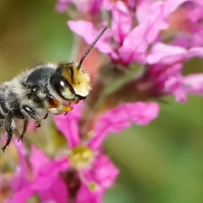 Megachile (Eutricharaea) maculariformis (Gold-tipped leafcutter bee) at ANBG - 6 Mar 2024 by DonTaylor