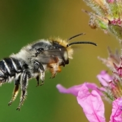 Megachile (Eutricharaea) maculariformis at ANBG - 6 Mar 2024 10:30 AM