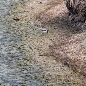 Charadrius melanops at Finley, NSW - 6 Mar 2024 05:00 PM