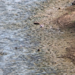 Charadrius melanops at Finley, NSW - 6 Mar 2024