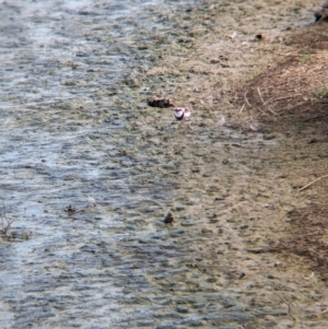 Charadrius melanops at Finley, NSW - 6 Mar 2024