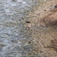Charadrius melanops at Finley, NSW - 6 Mar 2024 05:00 PM