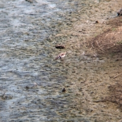 Charadrius melanops at Finley, NSW - 6 Mar 2024