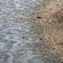 Charadrius melanops at Finley, NSW - 6 Mar 2024 05:00 PM
