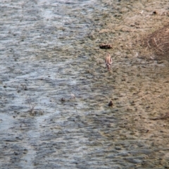 Charadrius melanops at Finley, NSW - 6 Mar 2024