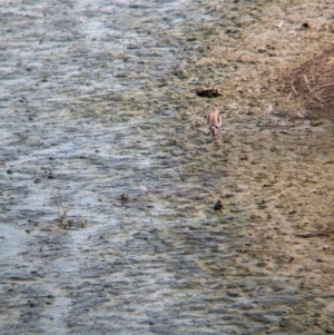 Charadrius melanops at Finley, NSW - 6 Mar 2024 05:00 PM