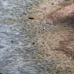 Charadrius melanops at Finley, NSW - 6 Mar 2024 05:00 PM