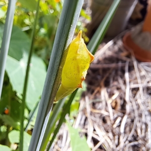 Pieris rapae at Watson, ACT - 6 Mar 2024