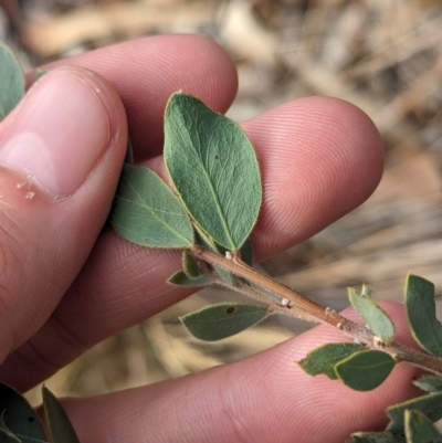 Acacia brachybotrya (Grey Mulga, Grey Wattle) at Berrigan, NSW - 6 Mar 2024 by Darcy