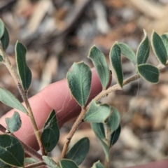 Acacia brachybotrya at Berrigan, NSW - 6 Mar 2024 05:58 PM