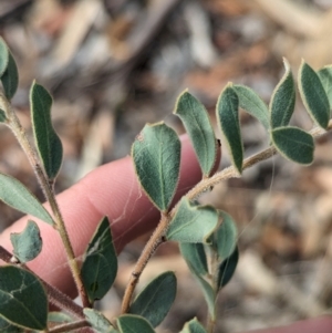 Acacia brachybotrya at Berrigan, NSW - 6 Mar 2024