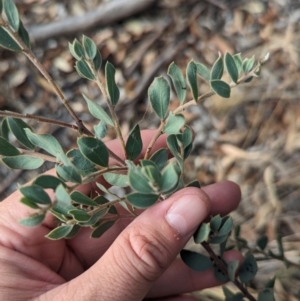 Acacia brachybotrya at Berrigan, NSW - 6 Mar 2024