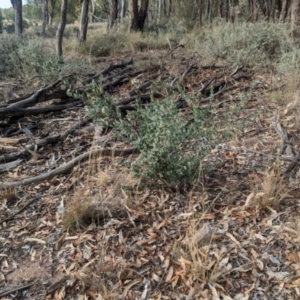 Acacia brachybotrya at Berrigan, NSW - 6 Mar 2024 05:58 PM