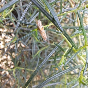 Hellula hydralis at Watson, ACT - 6 Mar 2024 10:27 AM