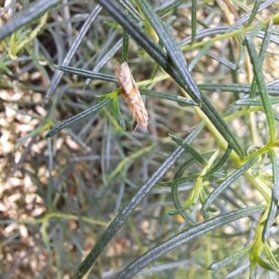 Hellula hydralis (Cabbage Centre Moth) at Watson, ACT - 5 Mar 2024 by abread111